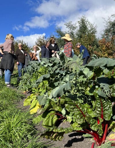 Fat Pig Farm Tasmania Highlights